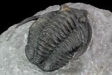 Nice, Diademaproetus Trilobite - Ofaten, Morocco #86906-4